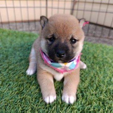 柴犬(豆柴)【熊本県・女の子・2025年10月10日・赤色】の写真「成長につれ可愛いく成ります。早期見学がおすすめです」