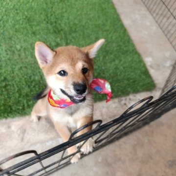 柴犬(豆柴)【熊本県・女の子・2025年6月28日・赤色】の写真「柴顔した豆柴女の子です。」