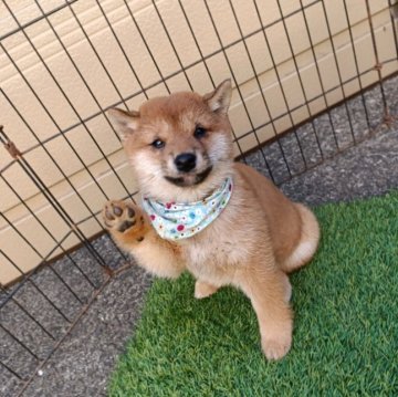 柴犬(豆柴)【熊本県・男の子・2025年10月5日・赤色】の写真「キリッとした顔立ちの男の子です!」