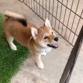 豆柴