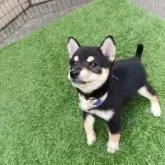 豆柴