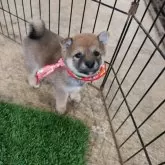 豆柴