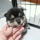 豆柴