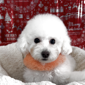 トイプードル(タイニー)【大阪府・男の子・2025年5月10日・ホワイト】の写真「目が合うと猛ダッシュ💨
ひとり遊び上手です。」