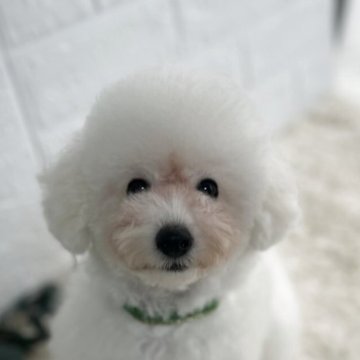 トイプードル(タイニー)