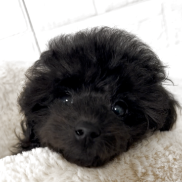 トイプードル(タイニー)【大阪府・男の子・2025年9月16日・シルバー予想でしたが、ブラックの様です】の写真「食欲旺盛でピョンピョンピョン跳ねて走るのがかわいい」