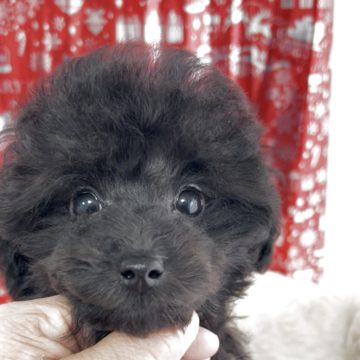 トイプードル(タイニー)【大阪府・男の子・2025年9月16日・シルバー予想でしたが、ブラックの様です】の写真「食欲旺盛でピョンピョンピョン跳ねて走るのがかわいい」