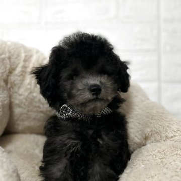 トイプードル(タイニー)【大阪府・女の子・2025年9月16日・シルバー】の写真「上品なプラチナシルバーになります。」