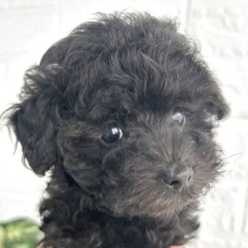 トイプードル(タイニー)【大阪府・男の子・2025年9月16日・シルバー.   グレー】の写真「食欲旺盛でピョンピョンピョン跳ねて走るのがかわいい」