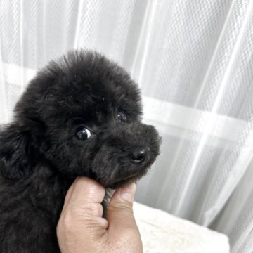 タイニープードル【大阪府・男の子・2025年9月16日・ブラック】の写真「食欲旺盛でピョンピョンピョン跳ねて走るのがかわいい」