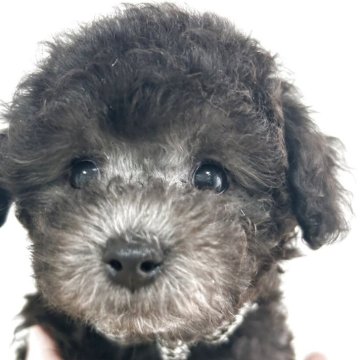 トイプードル(タイニー)【大阪府・女の子・2025年9月16日・シルバー】の写真「上品なプラチナシルバーになります。」