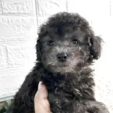 タイニープードル