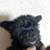 タイニープードル