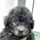 タイニープードル