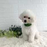 タイニープードル
