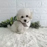 タイニープードル【大阪府・男の子・2025年5月10日・ホワイト】の写真6