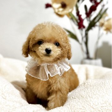 トイプードル(ティーカップ)【徳島県・女の子・2025年9月5日・オレンジフォーン】の写真「手のひらサイズの天使ちゃんです😍🎀」