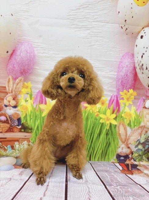 ティーカッププードル【・女の子・2024年1月9日・オレンジフォーン】