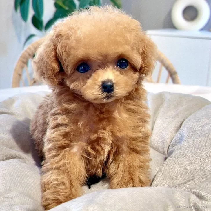 ID：2409-05949の子犬