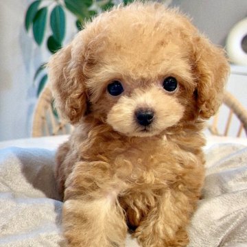 トイプードル(ティーカップ)【徳島県・男の子・2024年7月9日・レッドフォーン】の写真「マイクロサイズの可愛いお顔の男の子です😍💕」