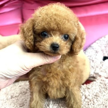 トイプードル(ティーカップ)【徳島県・女の子・2023年6月21日・レッド】の写真「極小620g(9月21日測定)のチビチビちゃんです」