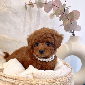 トイプードル(ティーカップ)【徳島県・女の子・2023年12月16日・レッド】の写真「お目目クリクリで毛量抜群の小さくて可愛いお顔♩」