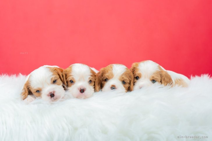 江口　淳也(えぐち　じゅんや)ブリーダー(静岡県・キャバリア・JKC登録)の紹介写真4