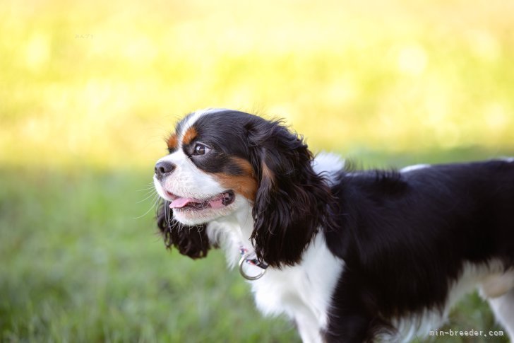 江口　淳也(えぐち　じゅんや)ブリーダー(静岡県・キャバリア・JKC登録)の紹介写真7