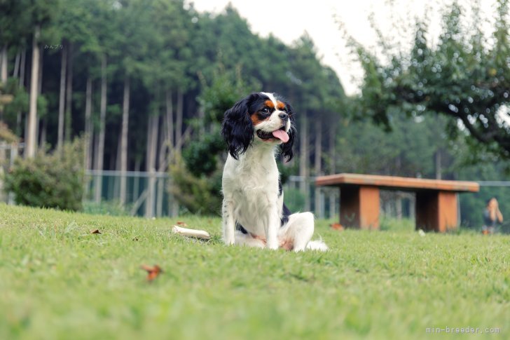 江口　淳也(えぐち　じゅんや)ブリーダー(静岡県・キャバリア・JKC登録)の紹介写真9