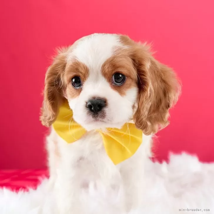 N.H 様のお迎えした子犬