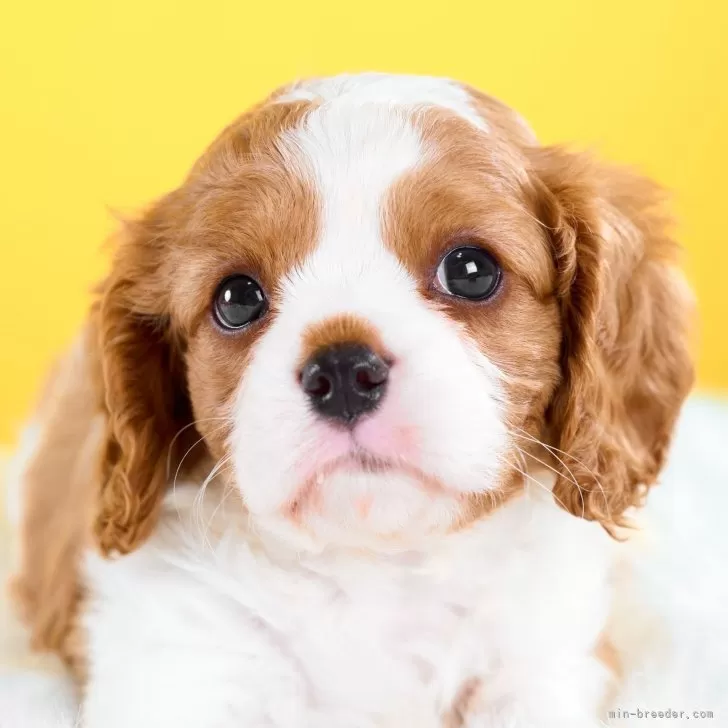 キャバリア【静岡県・男の子・2025年9月28日・ブレンハイム】の写真1「兄弟の中で一番のマイペース」