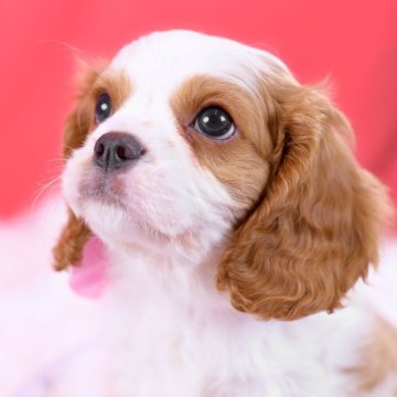 キャバリア【静岡県・男の子・2025年9月28日・ブレンハイム】の写真「🐶お迎え総額です🐶人が大好きなタイプ」