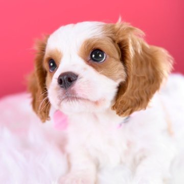 キャバリア【静岡県・男の子・2025年9月28日・ブレンハイム】の写真「キャバリアらしい癒し系で愛らしい子🐾🐶クレカ可」