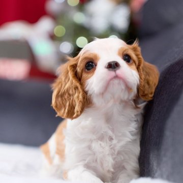 キャバリア【静岡県・男の子・2025年9月28日・ブレンハイム】の写真「兄弟とも仲良く遊べる優しいタイプ」