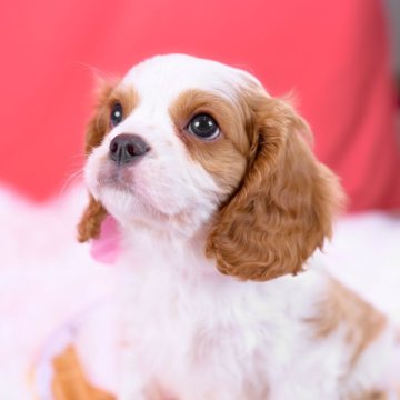 キャバリア【静岡県・男の子・2025年9月28日・ブレンハイム】の写真「癒し系で愛らしい子🐾お迎え総額です🐶」