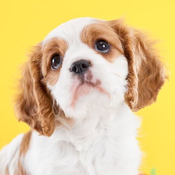 キャバリア【静岡県・男の子・2025年9月28日・ブレンハイム】の写真「甘えん坊で好奇心旺盛」