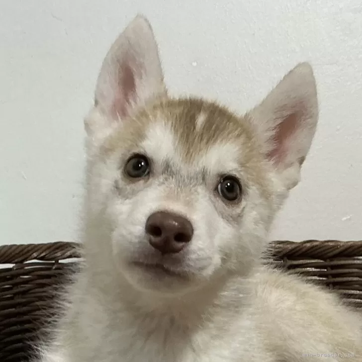 ID：2509-05511の子犬