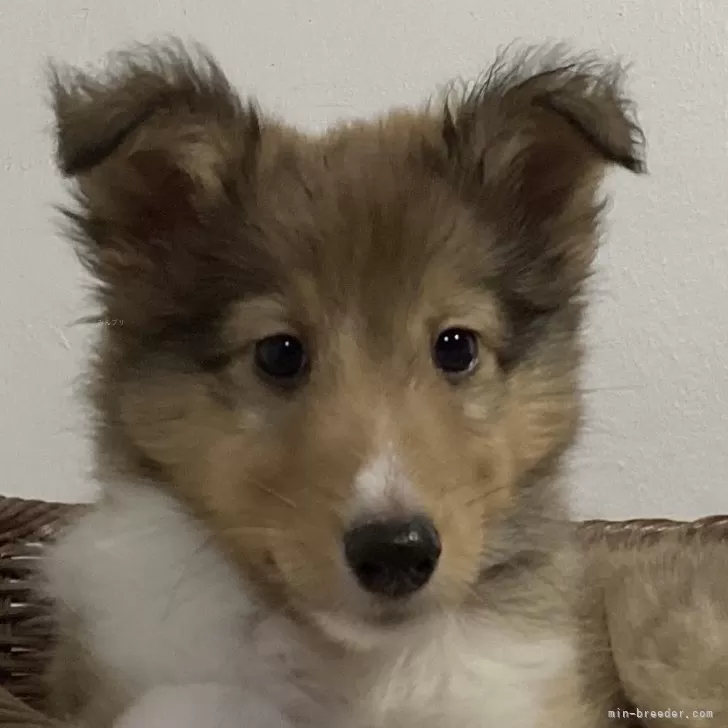 ID：2502-03934の子犬