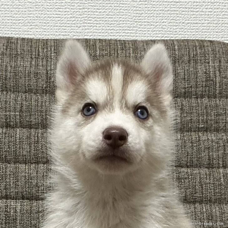 ブリーダー画像