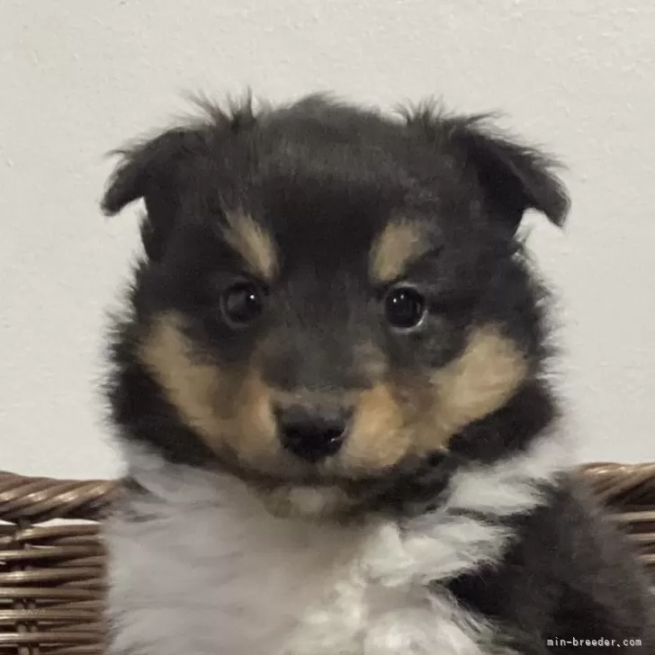 ID：2502-05540の子犬