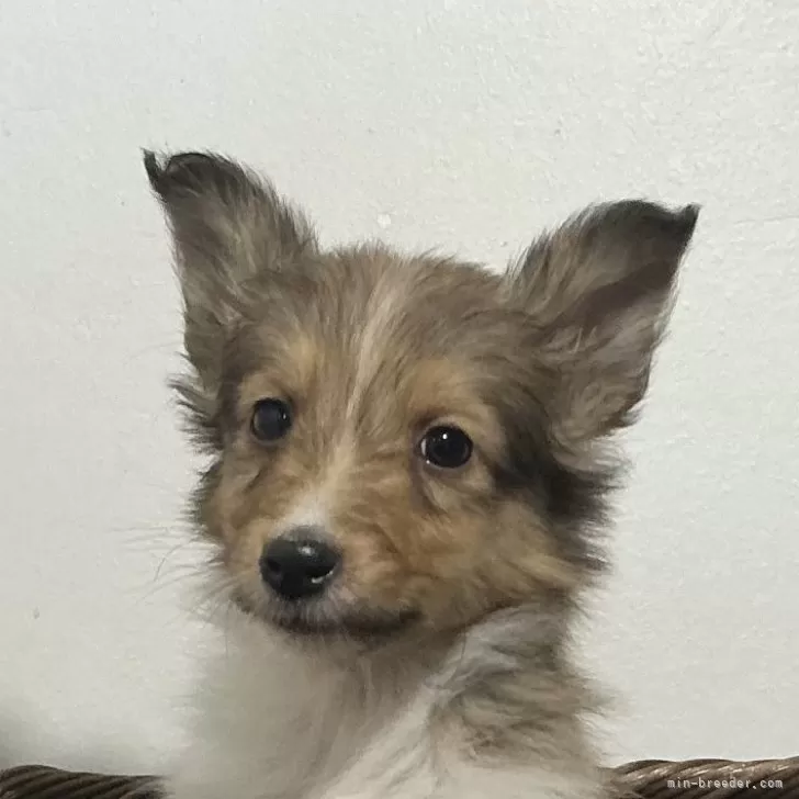 M.N 様のお迎えした子犬