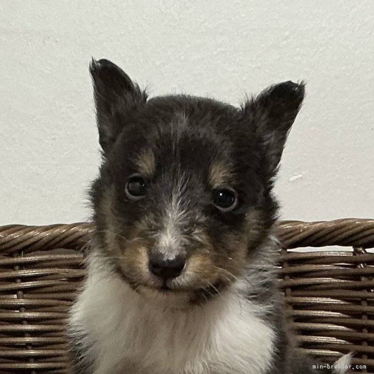 ブリーダー画像