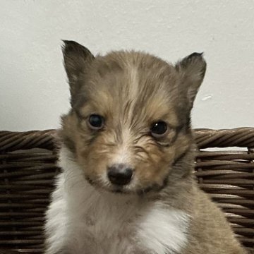 シェットランドシープドッグ【神奈川県・男の子・2025年10月6日・セーブル&ホワイト】の写真「おっとり次男くん※両親遺伝子検査クリア」