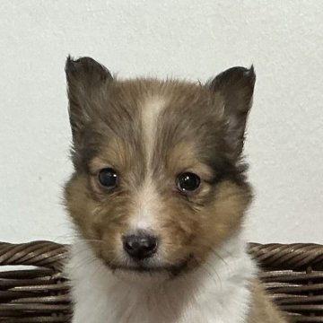 シェットランドシープドッグ【神奈川県・男の子・2025年10月6日・セーブル&ホワイト】の写真「綺麗なフルカラー三男くん※両親遺伝子検査クリア」