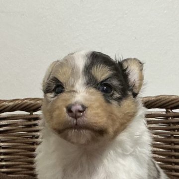 シェットランドシープドッグ【神奈川県・女の子・2025年10月15日・ブルーマール】の写真「おっとりブルーマール女の子※両親遺伝子クリア」