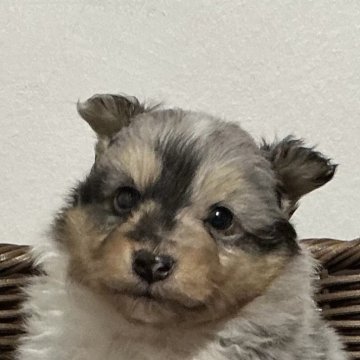 シェットランドシープドッグ【神奈川県・男の子・2025年10月15日・ブルーマール】の写真「元気なブルーマール三男くん※両親遺伝子クリア」