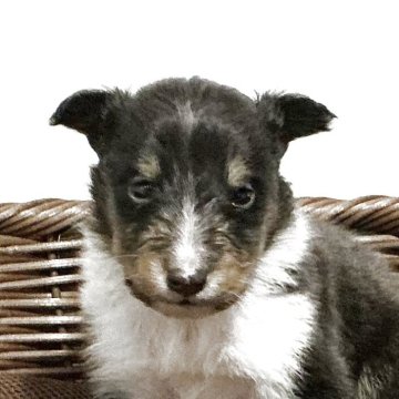 シェットランドシープドッグ【神奈川県・男の子・2025年10月6日・ブラック、ホワイト&タン】の写真「6兄妹唯一のトライカラー長男※両親遺伝子検査クリア」