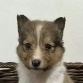 シェットランドシープドッグ