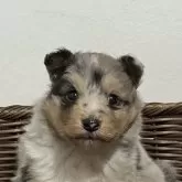 シェットランドシープドッグ