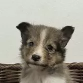 シェットランドシープドッグ